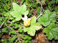 Белое море, Карелия — Сидоров, белые ночи, пескожил и пертуй