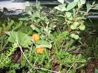 Белое море, Карелия — Сидоров, белые ночи, пескожил и пертуй