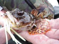 Белое море, Карелия — Сидоров, белые ночи, пескожил и пертуй