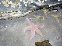 Белое море, Карелия — Сидоров, белые ночи, пескожил и пертуй