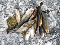 Белое море, Карелия — Сидоров, белые ночи, пескожил и пертуй