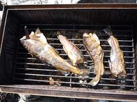 Белое море, Карелия — Сидоров, белые ночи, пескожил и пертуй