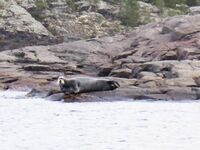 Морской заяц у Шарапихи: возможно тот же зверь, 2010 год