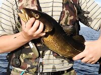 Дорога в Никольскую: Чупа, «Малая Медвежка» и треска с пристани