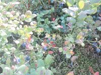 Дорога в Никольскую: Чупа, «Малая Медвежка» и треска с пристани