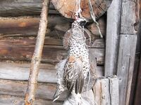 Никольская губа, «Круглая»: доставка «Александр» и «Прибой», охота и треска