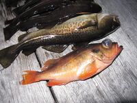 Никольская губа, «Круглая»: доставка «Александр» и «Прибой», охота и треска