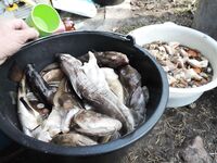 Немного фото с выезда: Чупа — острова — стоянки