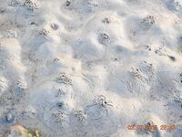 Дом дедушки у стоянки и точки по Летней: мидии и пескожил