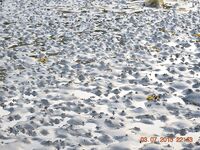 Дом дедушки у стоянки и точки по Летней: мидии и пескожил