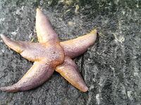 Старый паром, остров Горелый и морская капуста по рецепту