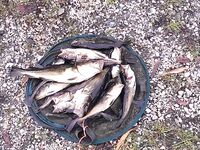 Старый паром, остров Горелый и морская капуста по рецепту