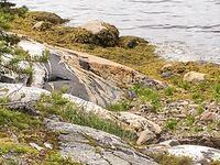 Старый паром, остров Горелый и морская капуста по рецепту