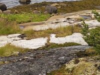 Старый паром, остров Горелый и морская капуста по рецепту