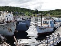 Малый Медведок: белухи, морские зайцы и зубатка-змеюка