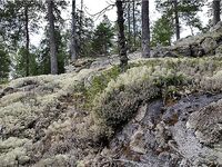 Малый Медведок: белухи, морские зайцы и зубатка-змеюка