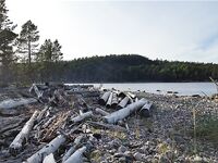 Малый Медведок: белухи, морские зайцы и зубатка-змеюка