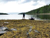 Малый Медведок: белухи, морские зайцы и зубатка-змеюка