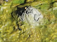 Осечкова губа вместо Сонострова: погода, баня и везение