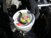 Осечкова губа вместо Сонострова: погода, баня и везение