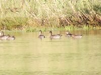 Осечкова губа вместо Сонострова: погода, баня и везение