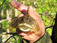 Осечкова губа вместо Сонострова: погода, баня и везение