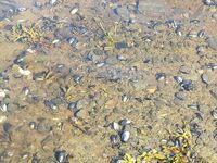 Осечкова губа вместо Сонострова: погода, баня и везение