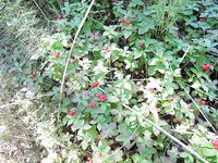 Брусника съедобна, а похожие — нет: проверяли у местных