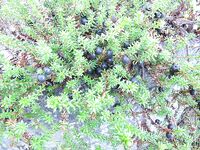 Толокнянка и «лечебная»: что за ягода?