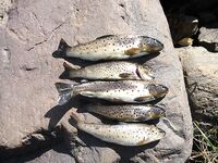 Фотографии пришли: немного задержался