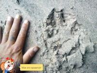 Неизвестные находки у берега: чаще это птица