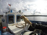 Никольская губа, бухта Круглая: ПВХ 5–20 л.с., опреснение и уловы