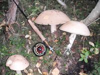 Наша пятёрка в Круглой бухте: еда, роли и немного грибов