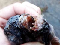 Белое море, треска без бонусов: уха, печень, копчение и салат