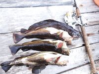 Белое море, треска без бонусов: уха, печень, копчение и салат