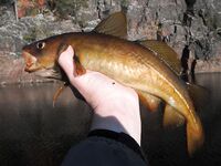 Белое море, треска без бонусов: уха, печень, копчение и салат