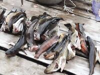 Белое море, треска без бонусов: уха, печень, копчение и салат