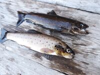 Кереть, ручьи и форель: корчак, колючки и редкая камбалка