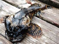 Кереть, ручьи и форель: корчак, колючки и редкая камбалка