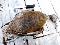 Дичь на стоянке: рябчик и вальдшнеп, шурпа и копчёное