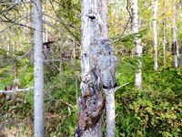 Дичь на стоянке: рябчик и вальдшнеп, шурпа и копчёное