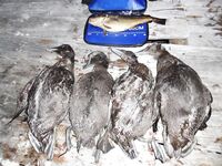 Дичь на стоянке: рябчик и вальдшнеп, шурпа и копчёное