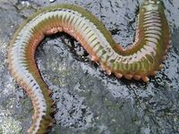 Карелия, Белое море: встреча с хищником 20–25 см и мощными жвалами