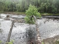 Никольская река, Чупа — сравнение отливов по годам на Белом море