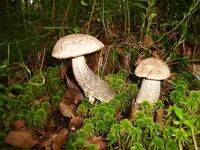 Белое море, Чупа — прочитал ветку и прошу принять в «заболевшие»