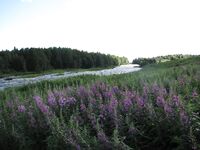 Белое море, Карелия — «вот и фото»: первый заход с Керети