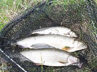 Карелия — беречь места: без браконьерки и без мусора, иначе никак