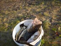 Белое море, внешка: 2.5 м накат, пилькер 220 г и «без тройника»