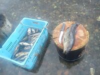 Карелия, Малый Медведок — путь через Кемь и первая ночёвка на реке