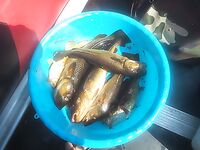 Карелия, Малый Медведок — путь через Кемь и первая ночёвка на реке